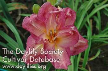 Daylily Party Music